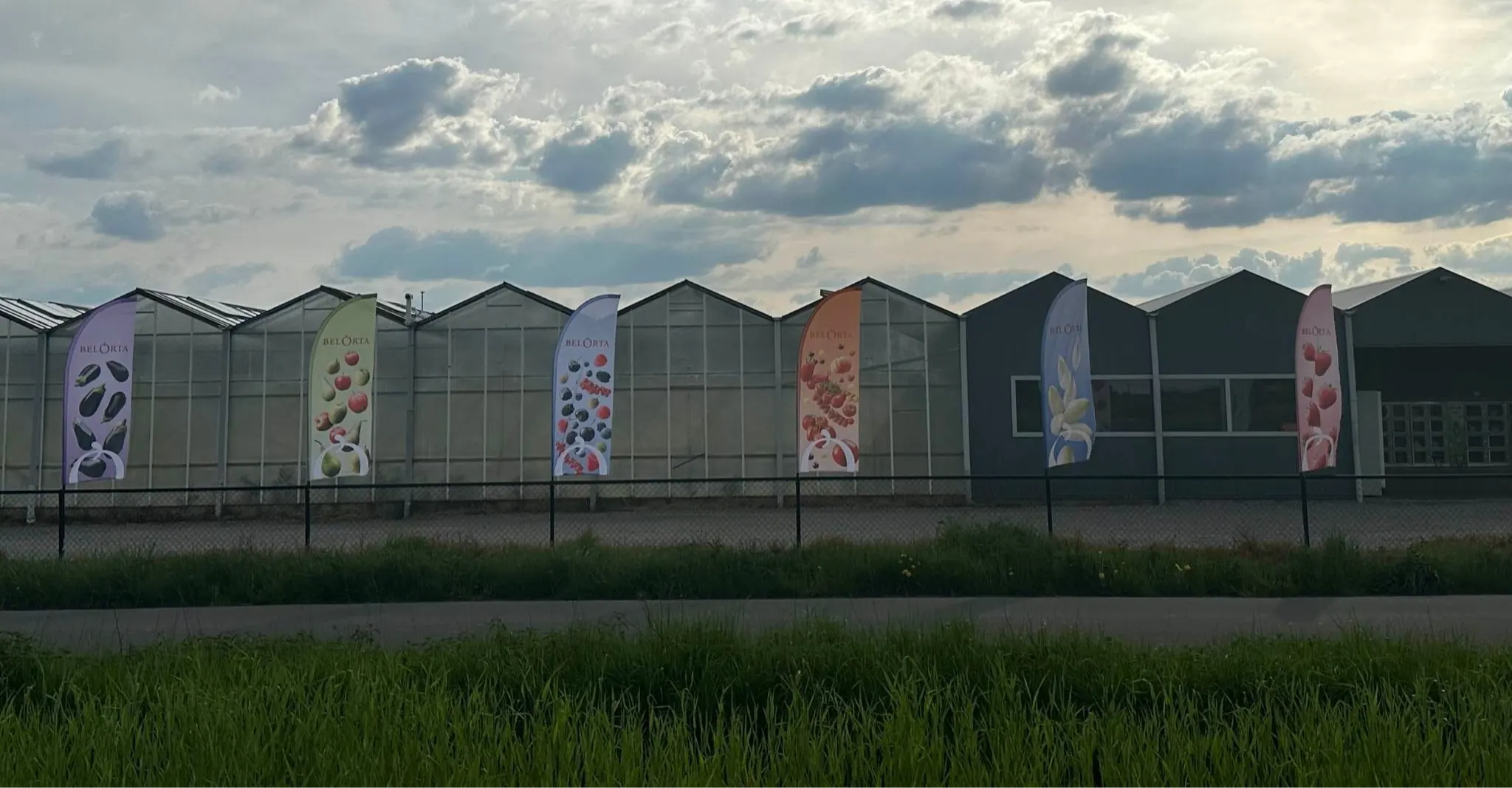 De serres van Tuinbouwbedrijf Van der Steen in Londerzeel